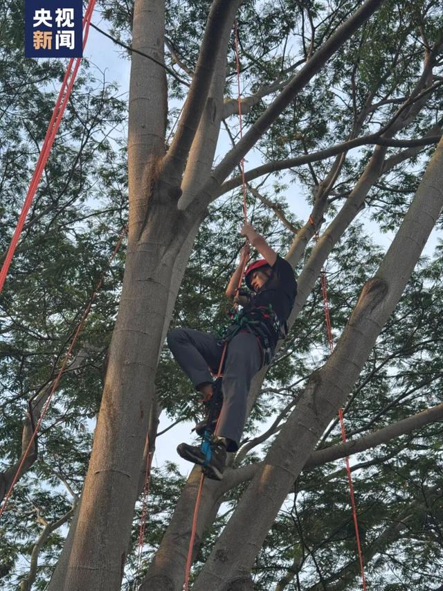 “爬树”也能修学分？这所高校的“攀树课”一课难求！