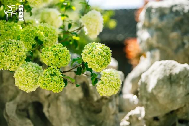 花样秦淮｜绣球花开