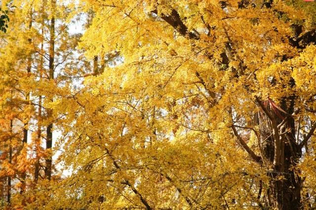 闵行这棵“百年古树”正值颜值巅峰！走，一起去打卡