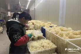 长乐玉田镇西埔村：万菇之王绣球菌 振兴路上致富花图片