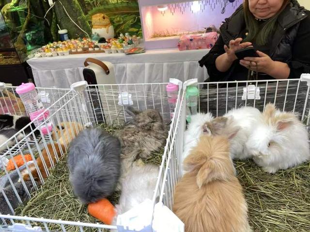 速去浦东前滩，崇明好吃好玩好买的都来啦！文旅嘉年华限时2天，有众多福利和优惠