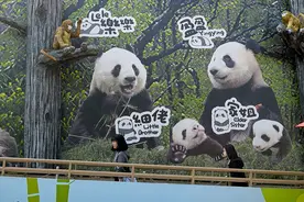 六只国宝助力经济，命名比赛引发热潮，香港熊猫龙凤胎正式亮相图片