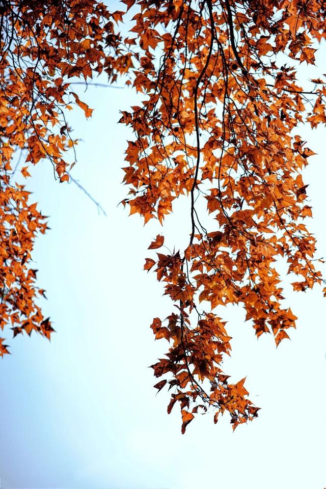 福安枫叶“封神”！宝藏打卡地又＋1