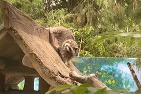 果然视频|动物视界103——“干脆面”浣熊来啦，活泼好动图片