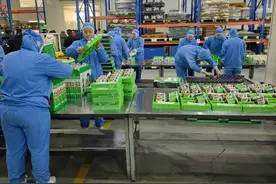 高质量发展调研行｜小山货飞往五大洲！河南西峡香菇让世界爱上中国菇图片