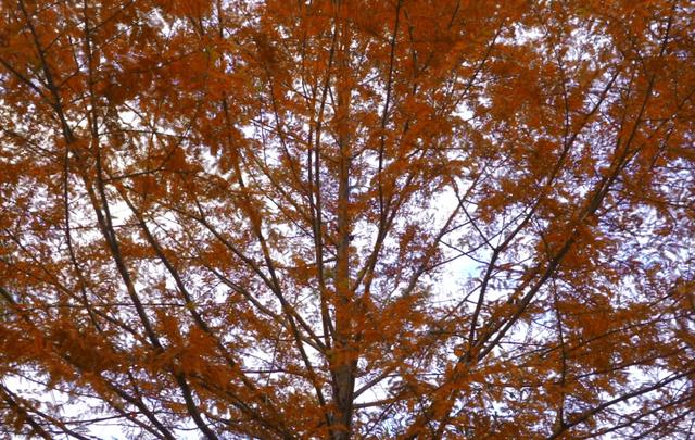 旌德，红黄橙绿白～