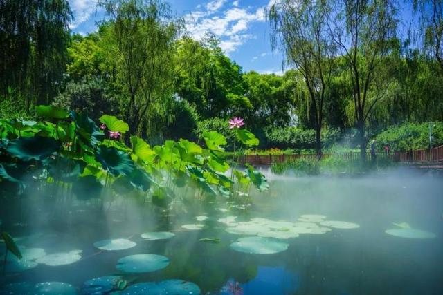 薄雾飘散！海淀这个公园，开启“仙境”模式
