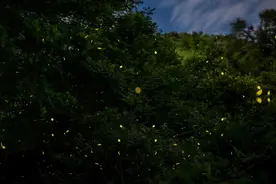 夜读丨萤火虫萤火虫慢慢飞图片