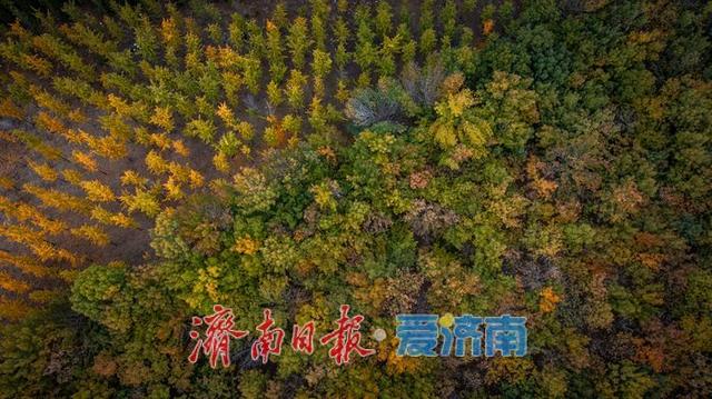 一年四季 泉在济南丨济南小清河源头湿地公园：秋色斑斓，湿地生态绘就自然之美