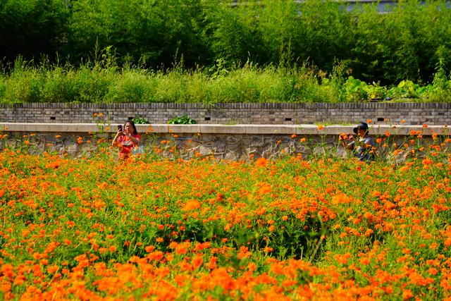 北海公园万佛楼景区硫化菊花海进入最佳观赏期
