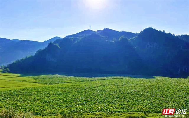 欢庆时刻丨闯入山水画卷，桑植梯田的四季之美