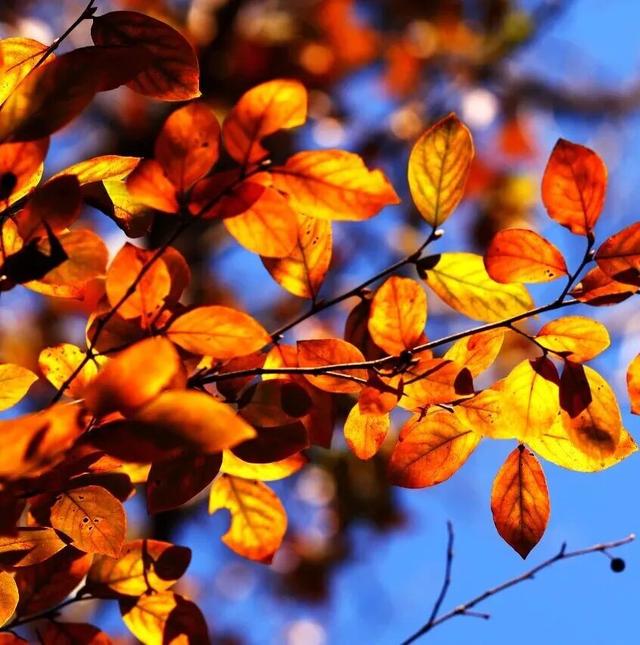 老广们！即刻出发“朗京嘿哈山”啦～