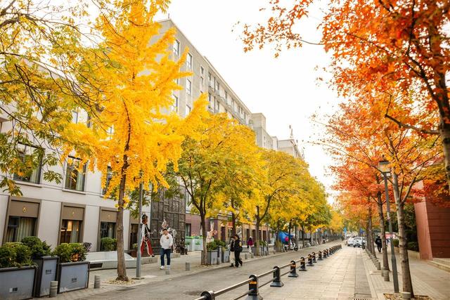 武昌街头层林尽染，如一幅古城油画等您来欣赏
