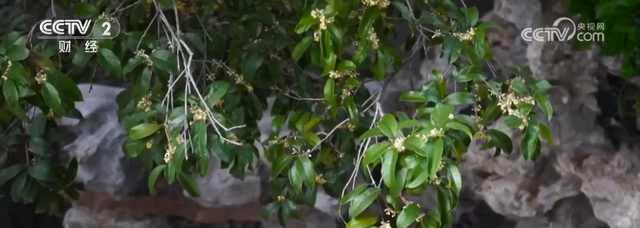 “斑斓秋色+新潮玩法”点燃赏秋游新热力 文旅新消费活力十足