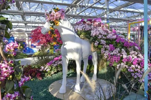 家庭园艺嘉年华｜北京兰花文化嘉年华将于明日启幕