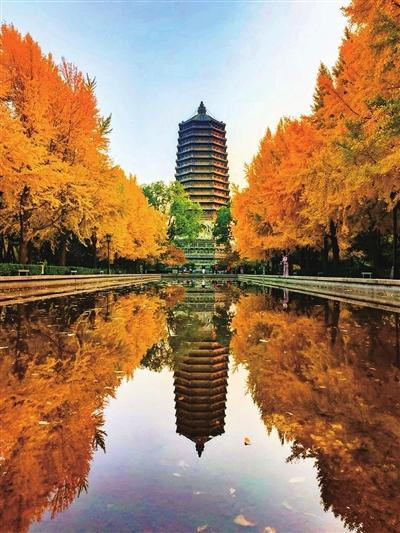 海淀区2025年“花园城市多彩京秋”活动启幕