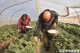 安徽宣城宣州区：草莓喜获丰收 映红“莓”好生活图片