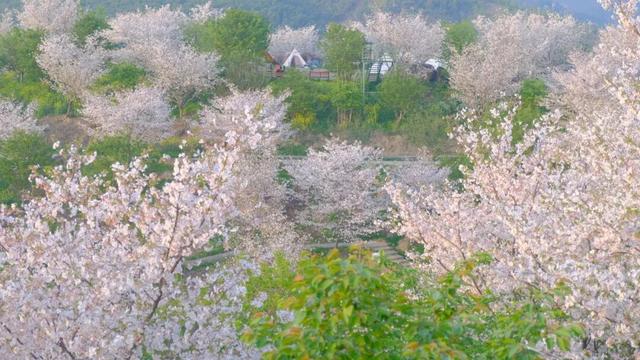 六万株樱花正在开放！就在杭州！这里真的美到不行……