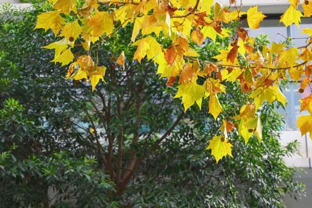 藏不住！秋天的莲都街头，绝美~