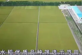 一粒种子的丰收密码图片