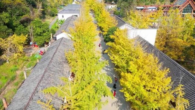 韶关南雄：莫道岭南秋来晚，帽子峰前始见金