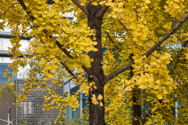 金色长廊加载中！静安这条道路银杏渐入佳境↑