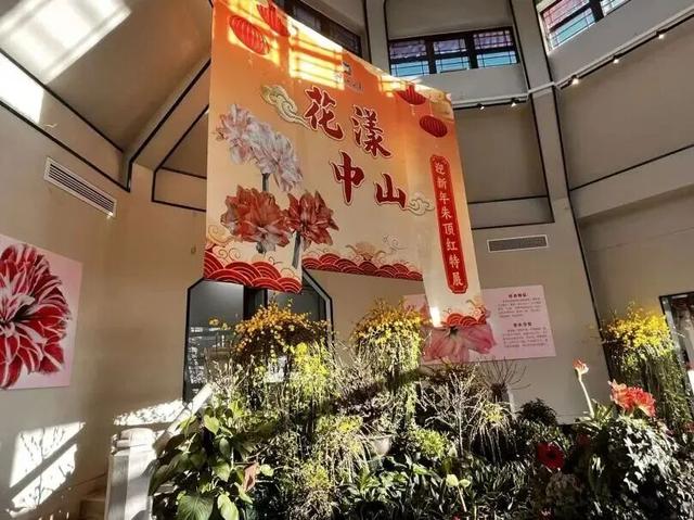太美了！北京室内花海绽放，“兰”不住的冬日浪漫
