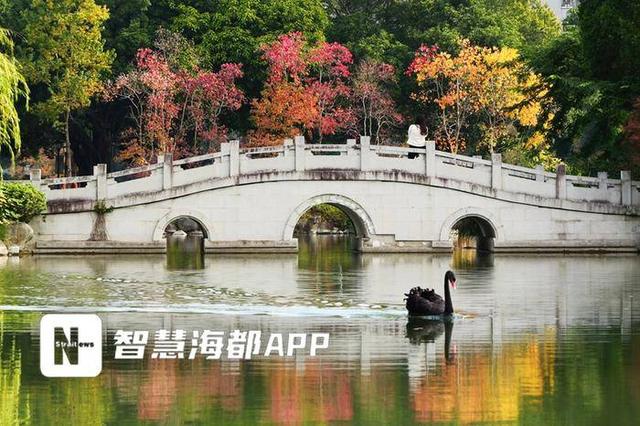 金黄、绯红与粉紫……12月的福州色彩未眠