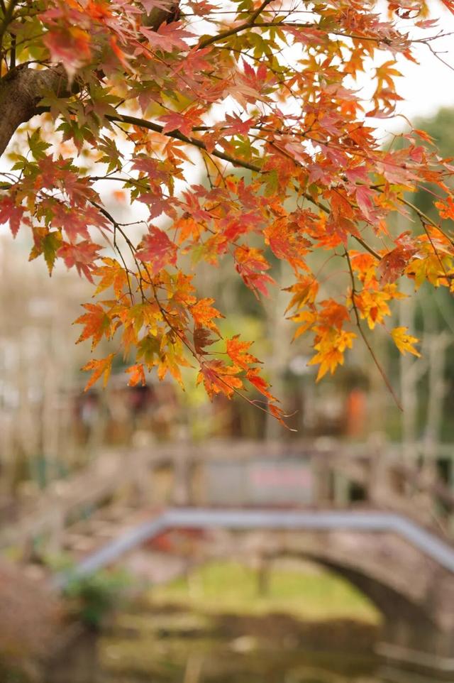 福建暖冬，又是一年好“枫”景