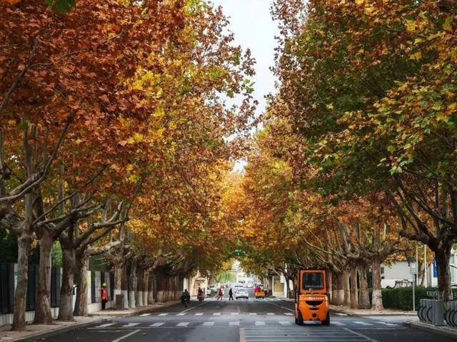 坊子区7处“落叶缓扫”超出片，快来打卡~