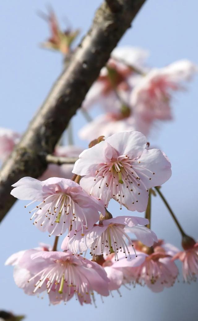重庆第一波早樱开了！就在主城，公交可达