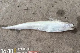 首次发现！濒危物种黄河刀鱼现身黄河流域济南境内支流图片