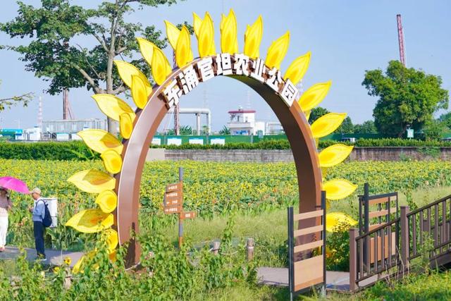 超好拍！百亩向日葵花海惊艳上新→