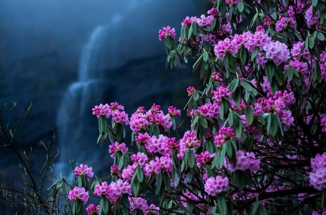 突破百万！瓦屋山【百万锦鲤】宠粉福利，11月30日揭晓这份专属幸运～