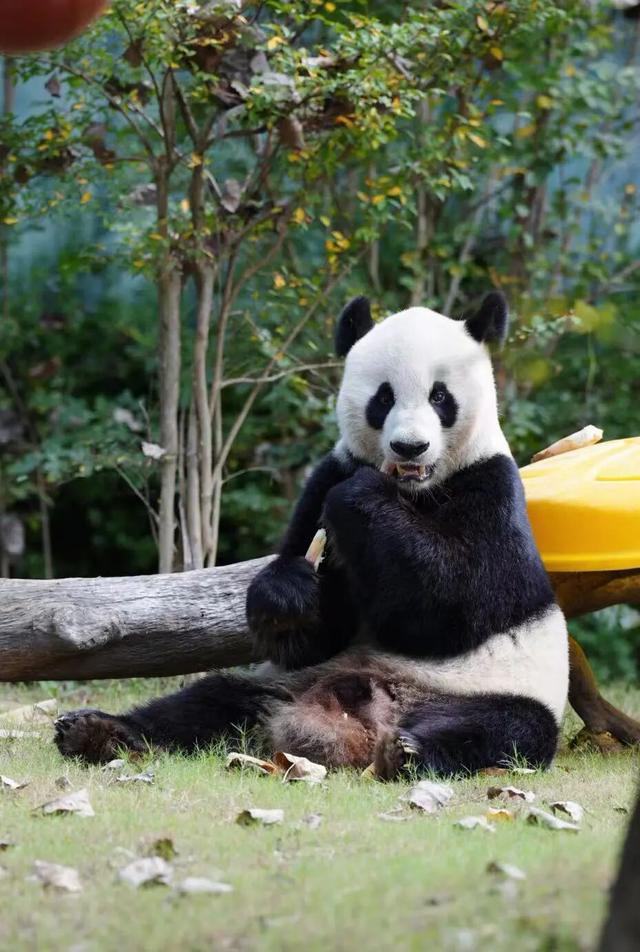 江宁“疯狂动物城”