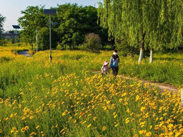 惊艳！阜阳颍河边“金色花海”，藏不住了