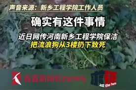 高校回应保洁将流浪狗从3楼扔下摔死:行为过激已开除图片