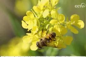 数据见证我国中华蜜蜂种群恢复态势向好 保护和利用实现“双向奔赴”图片