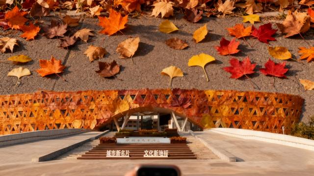 美翻了！肥城落叶成诗！经典景区热门打卡地！秋画！～