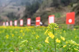 重庆石柱：春风又绿武陵山图片