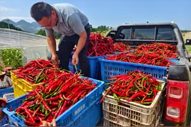 重庆巫溪县：300亩辣椒喜获丰收 村民“红火日子”有奔头图片