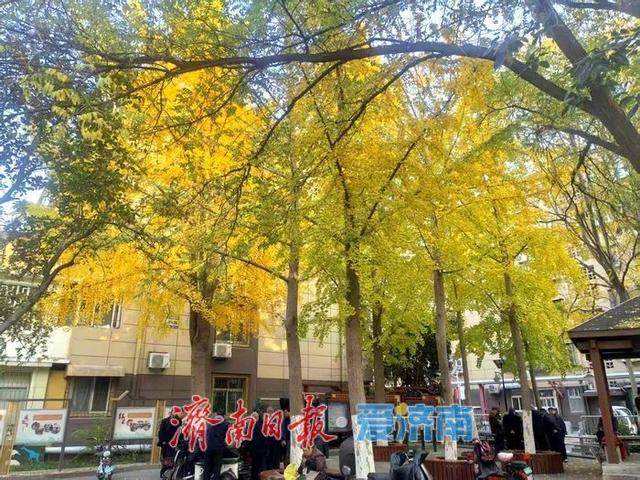 泉城深秋“金”装裹 银杏漫染诗意浓