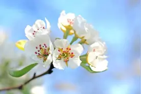 梨花-来自春天的留白图片