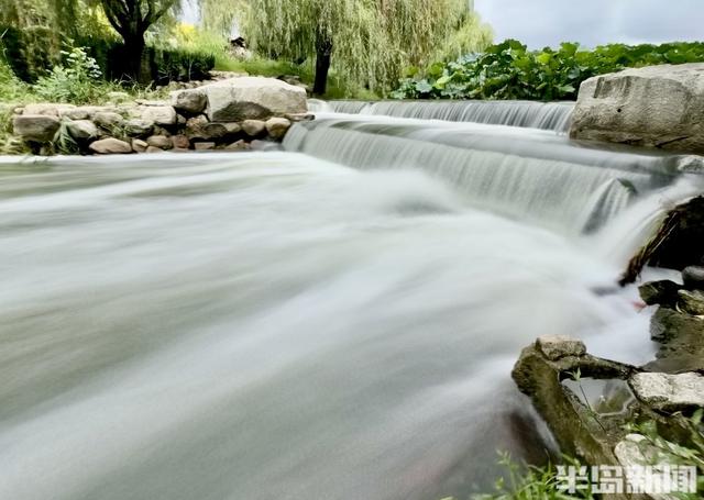 大雨“润色”李村河！碧水映翠柳，荷香满园，尽显生态之美