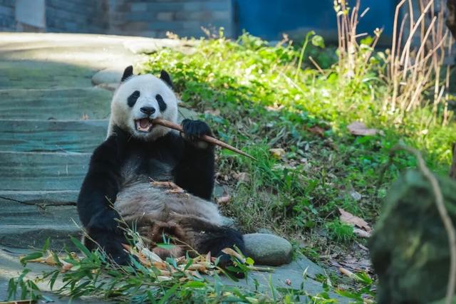 【2026成都冬令营】雪韵蓉趣，嗨玩蜀冬：解锁巴适成都生活！