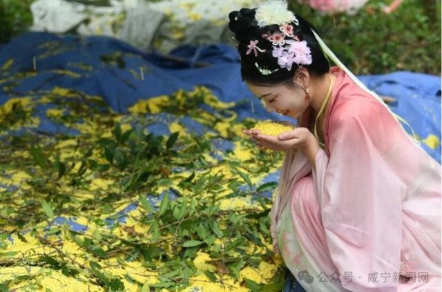 （咸宁宣传歌曲）又见桂花黄