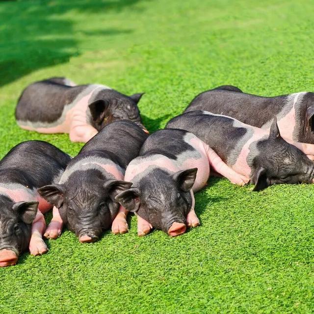 赏花撸萌宠、水果采摘、围炉煮茶……来珠海这里跨年，太精彩！