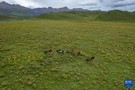 美丽中国丨夏日祁连山图片