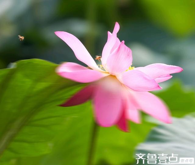 壹点号·秀山东|大明湖的荷花之美，早已融入济南的城市灵魂