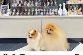 市值超万代、三丽鸥背后：泡泡玛特的IP炼金术图片